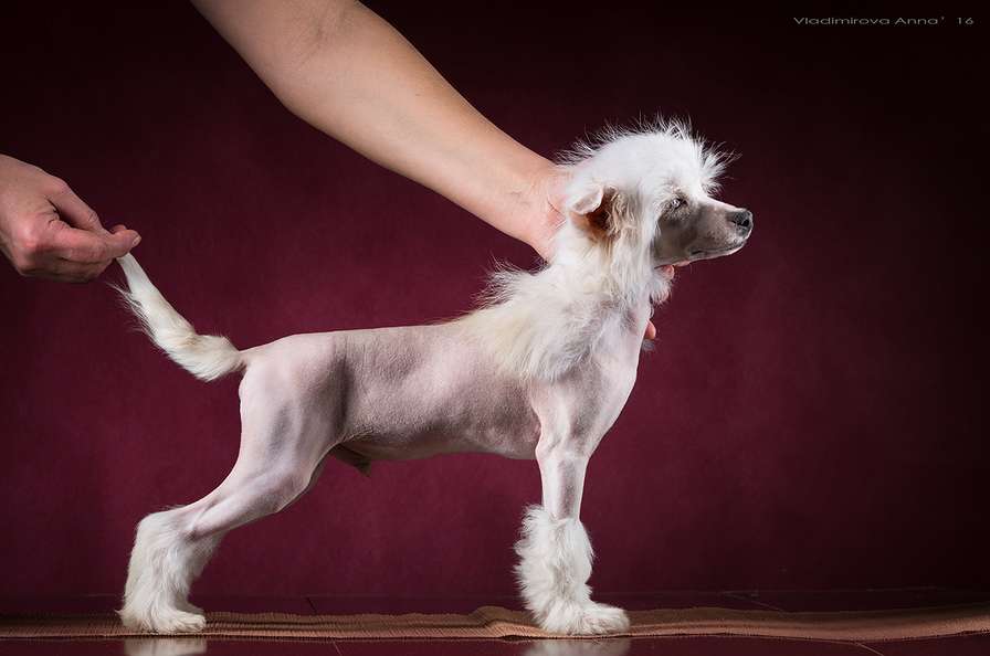 Angel O' Check Samson