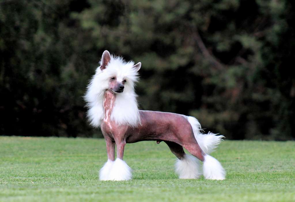 Enzo Ethereal Dream (Cantarell/De la Garza)