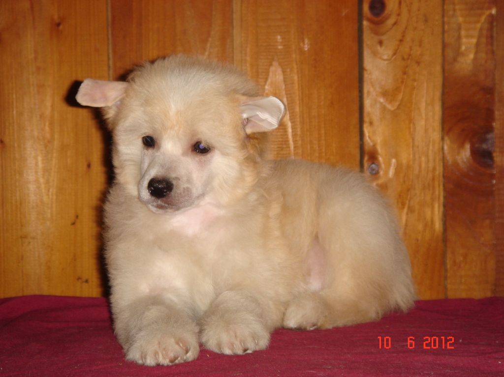 True Magnifisen Hooligan