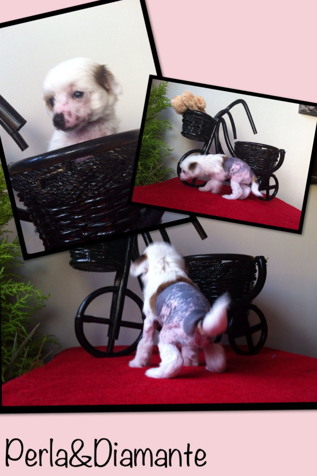 Shelby de Perla y Diamante