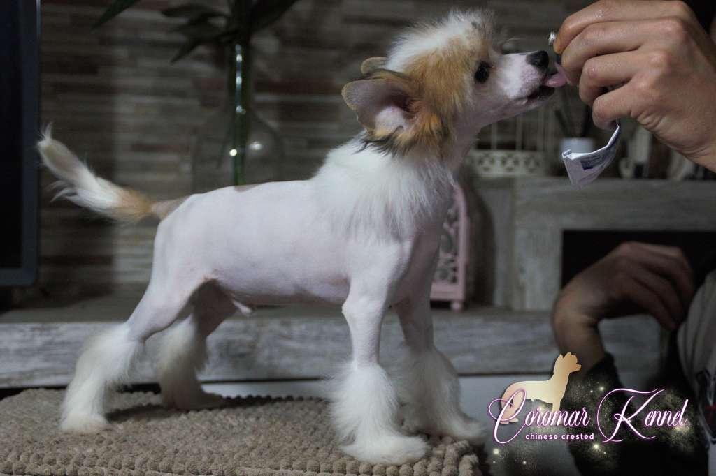 Coromar Heaven Survivor