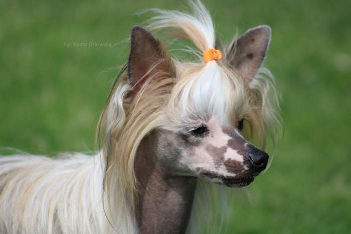 Velaris Queen Of The Night Court Passion & Love