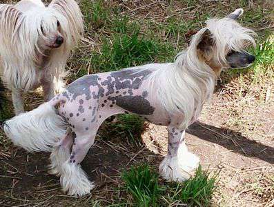 Hotter Than Hot of Roxy's Pride