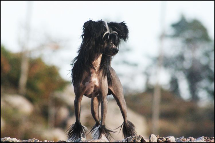 House Of Fun's Jewel In The Crown