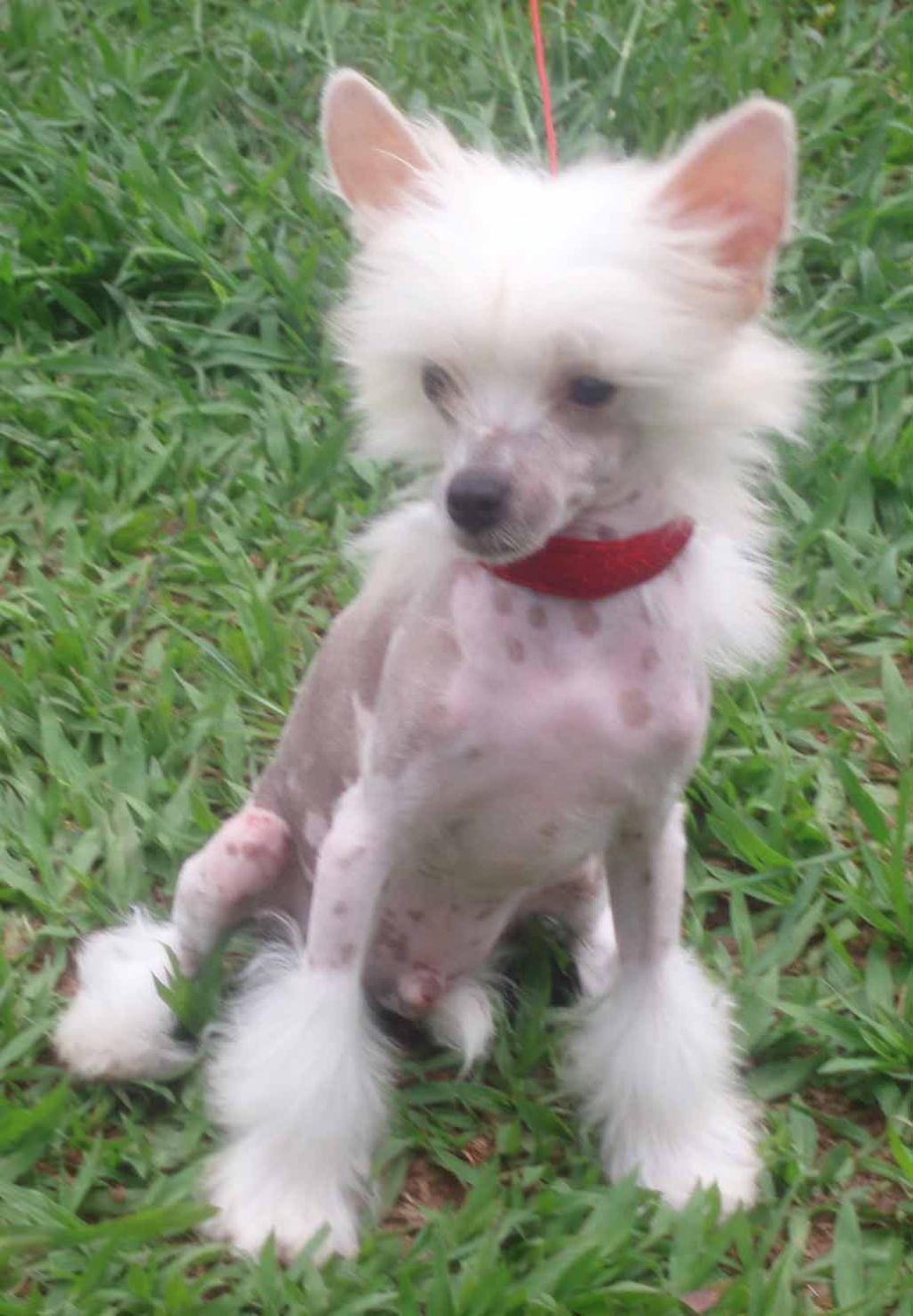 Hampton Court Special Edition at Legend