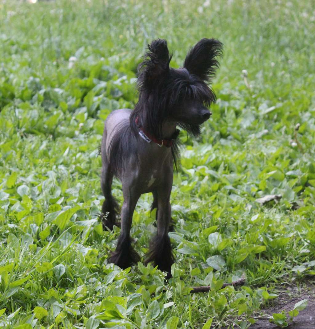 Charuyuschiy Soblazn Modus Vivendi Amare