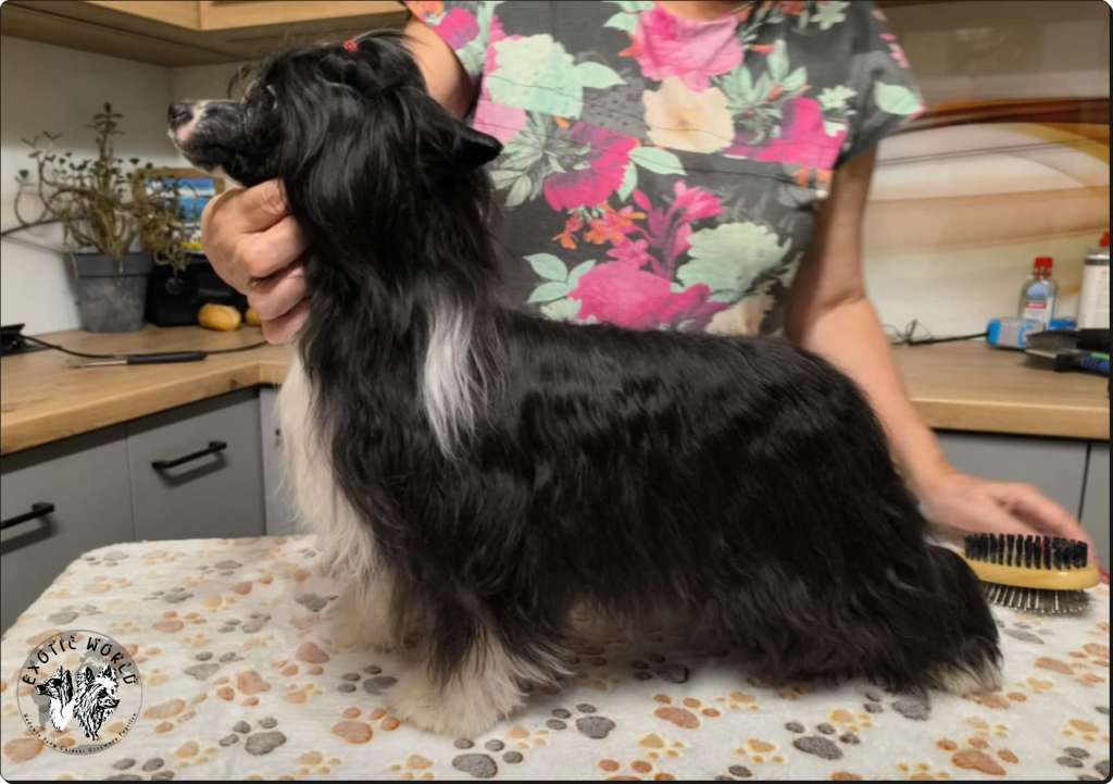 HERA Exotic World Fci