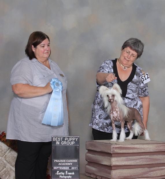 Crestyle Vindicator HL