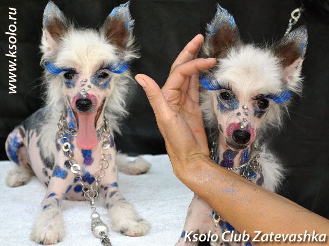 Ksolo Club Zatevashka