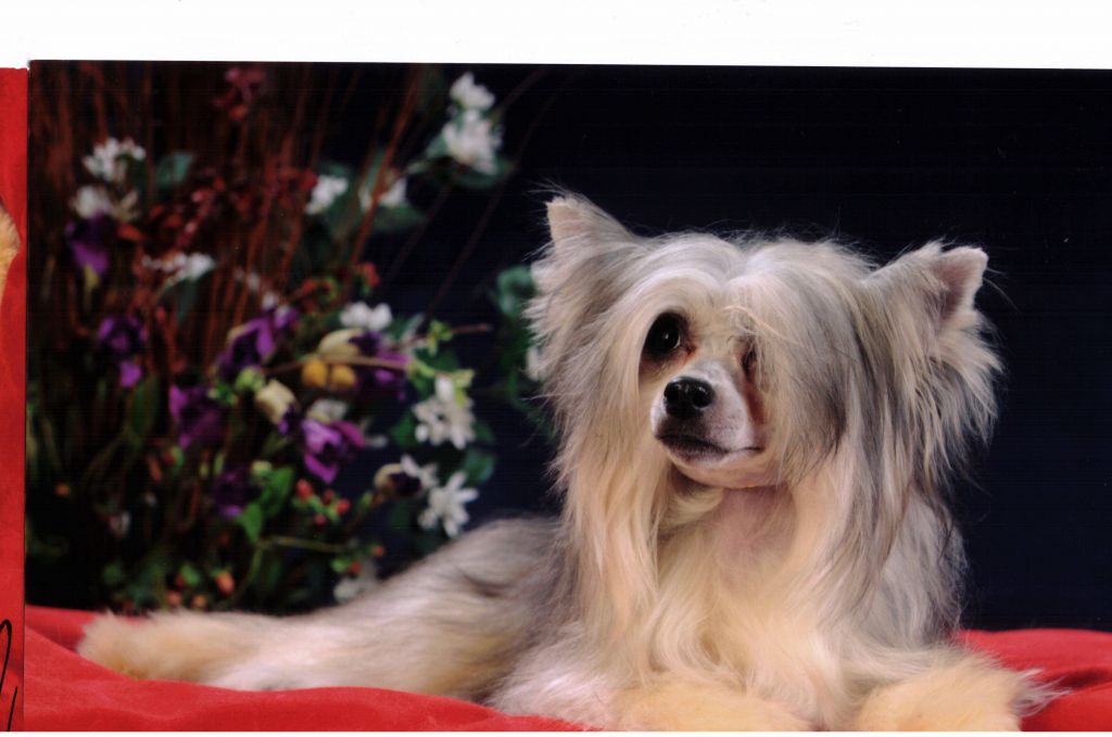 Frendor''s Day Dreamer