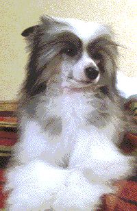 Gelocka Fju-Chin Mitau