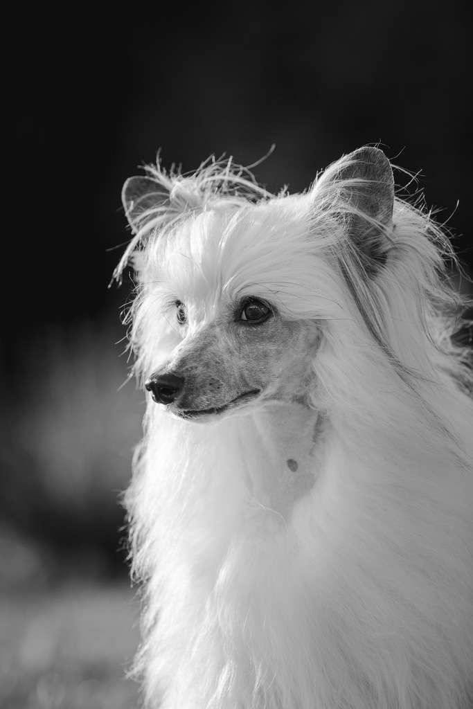 Junkers Winning Smile