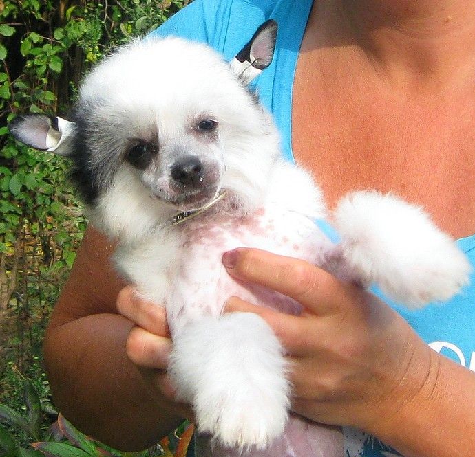 Angel O' Check Astra.