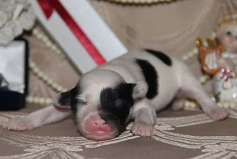 Lorita Star Eager for Fame