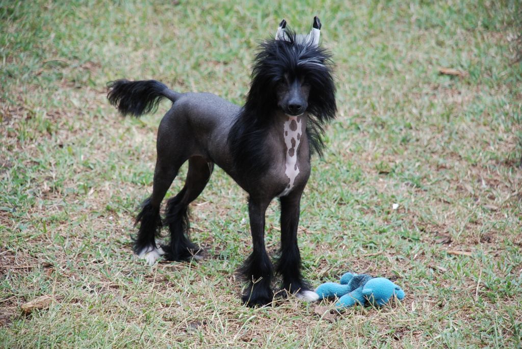 Olivera's Black Unicorn HL