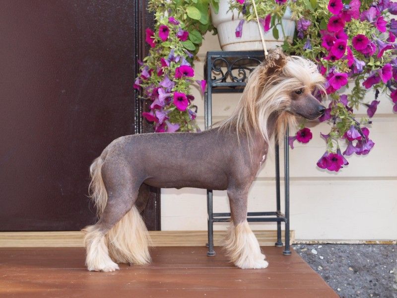 Irgen Gold  Dita Von Teese