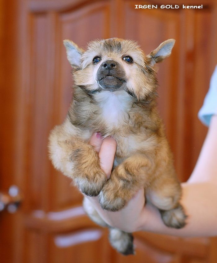 Irgen Gold Glintvejn