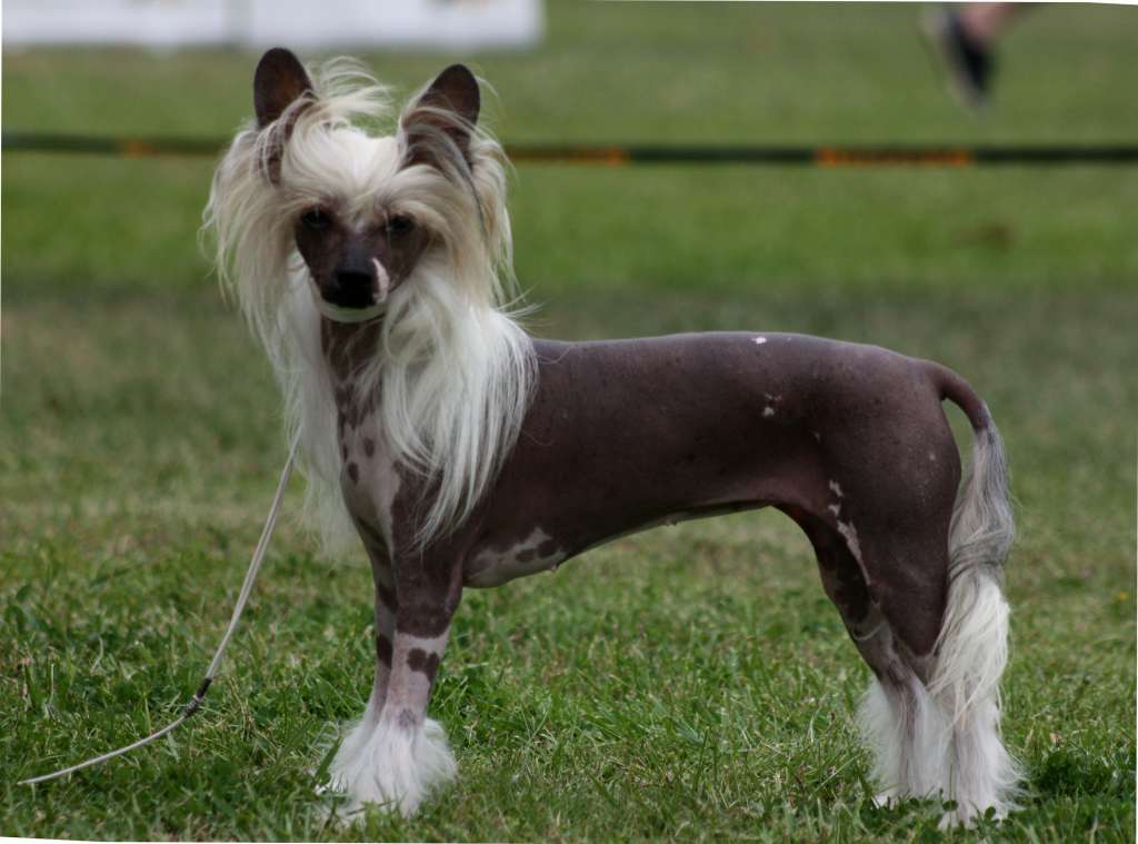 Filler of sweet de Almamasan