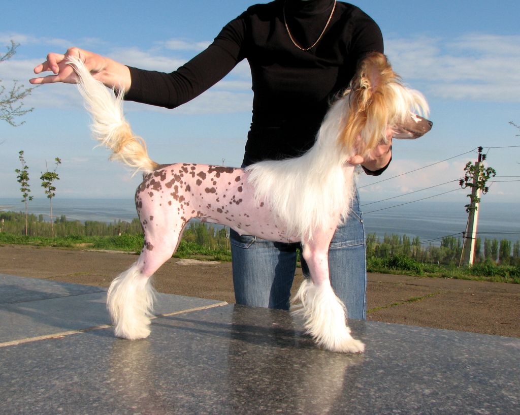 Olegro Katrin Inga Star