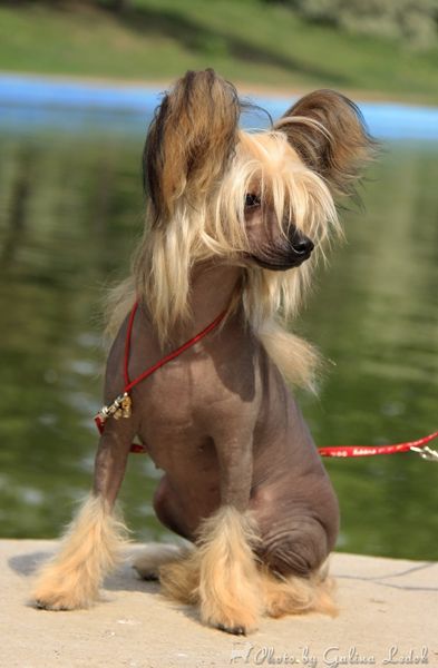 Gloria Diadora  Top Fiera 