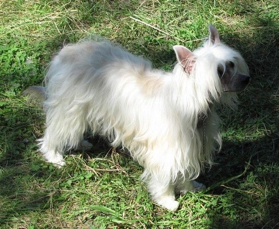 Baronesa Jess Black Denis