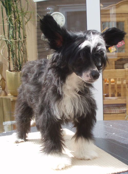 Absolute Alena Little Charmings