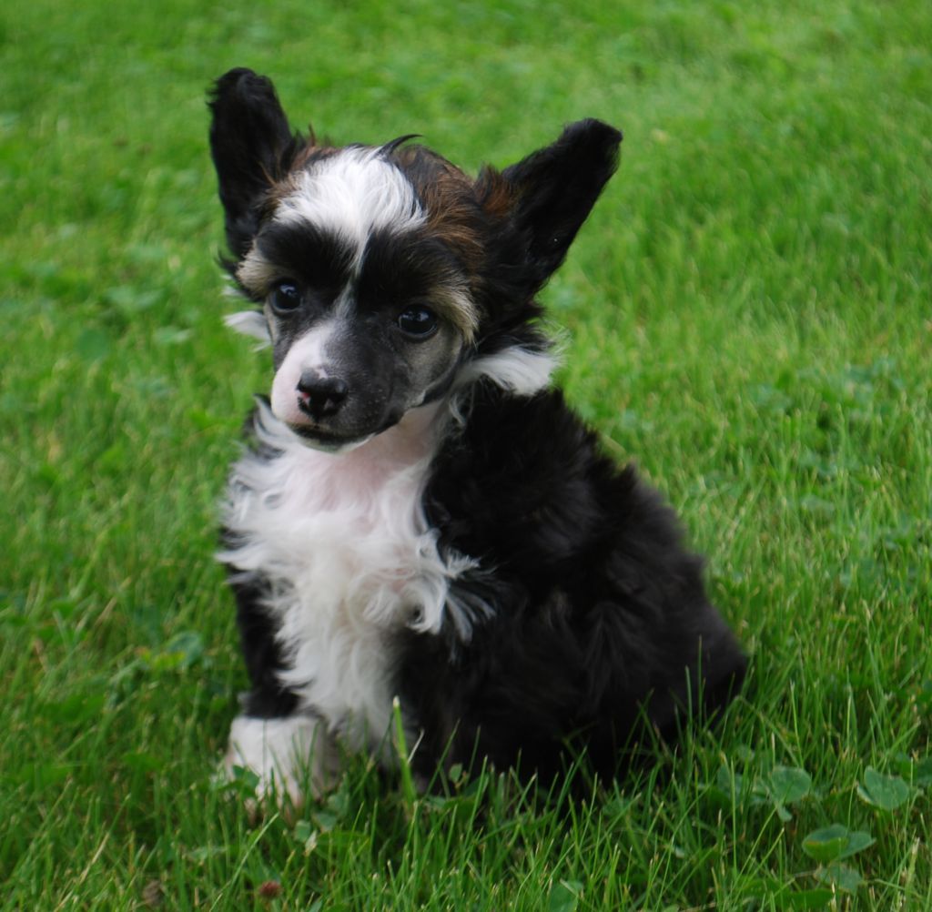 Moelmo's Queen Lady Butterfly