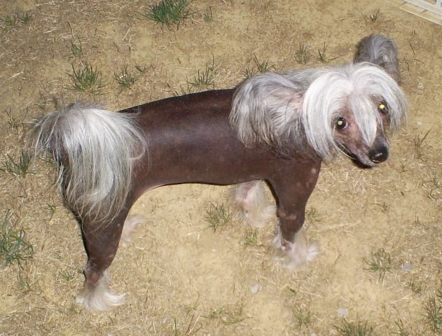 Roc N Win Outlaw Jesse James