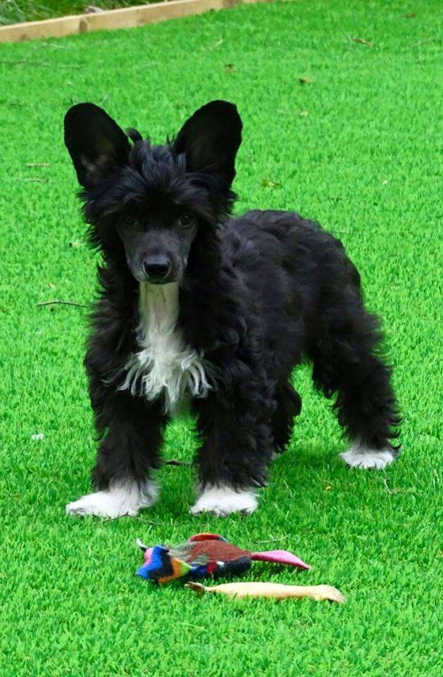 Lunacrest Hector's Oracle