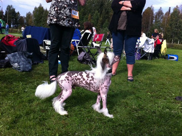 Golden Dream Stars Faith Loved