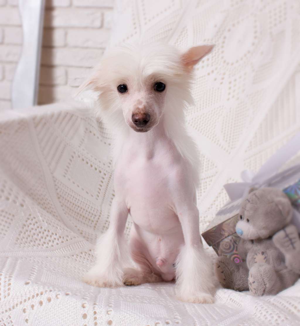 Angel O'chek Scherbet