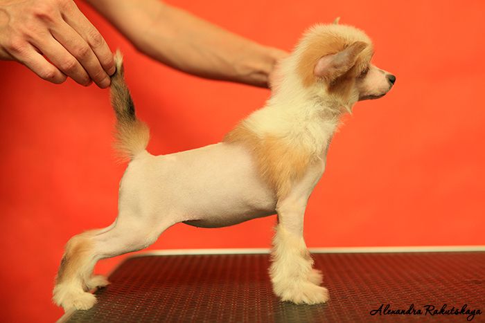 Olegro Katrin Sicily