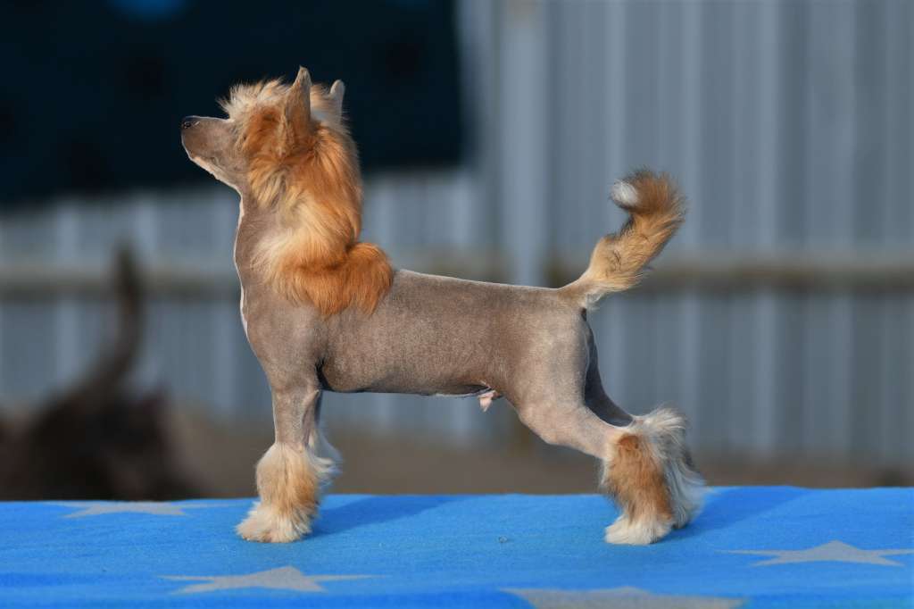 Encore Lalalend Winning Smile