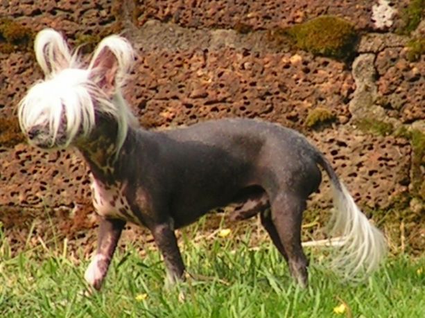 Ping-Pong of Gizzy's home