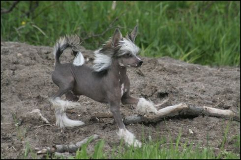 House Of Fun's Jr. Mister