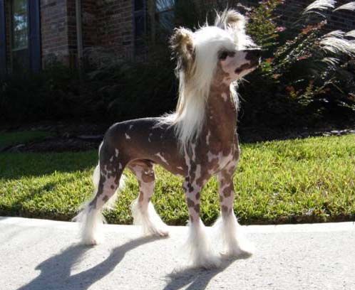 Crestars Centrstage at Legends