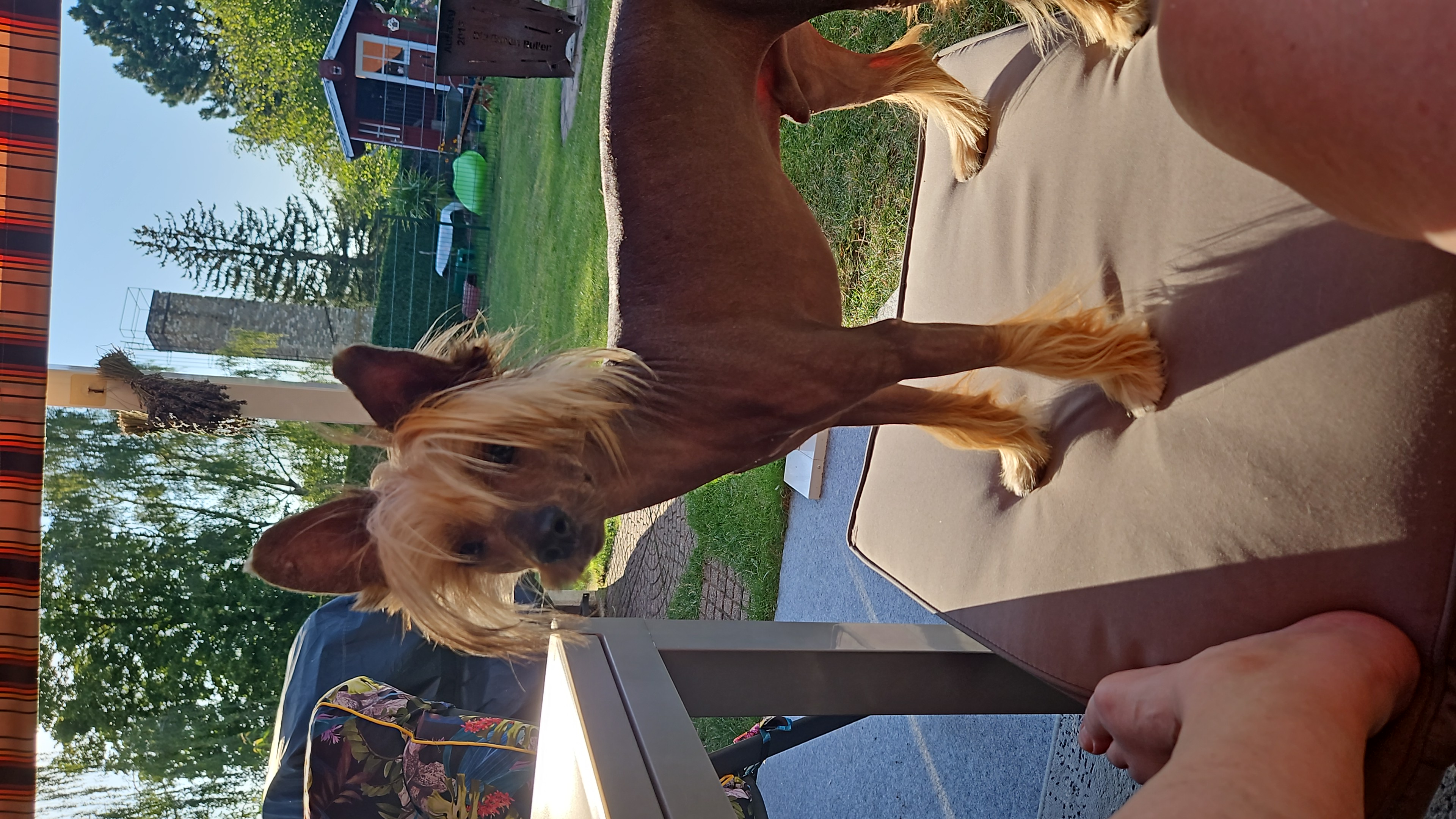 Buddy Rudolph vom Leipziger Löwen