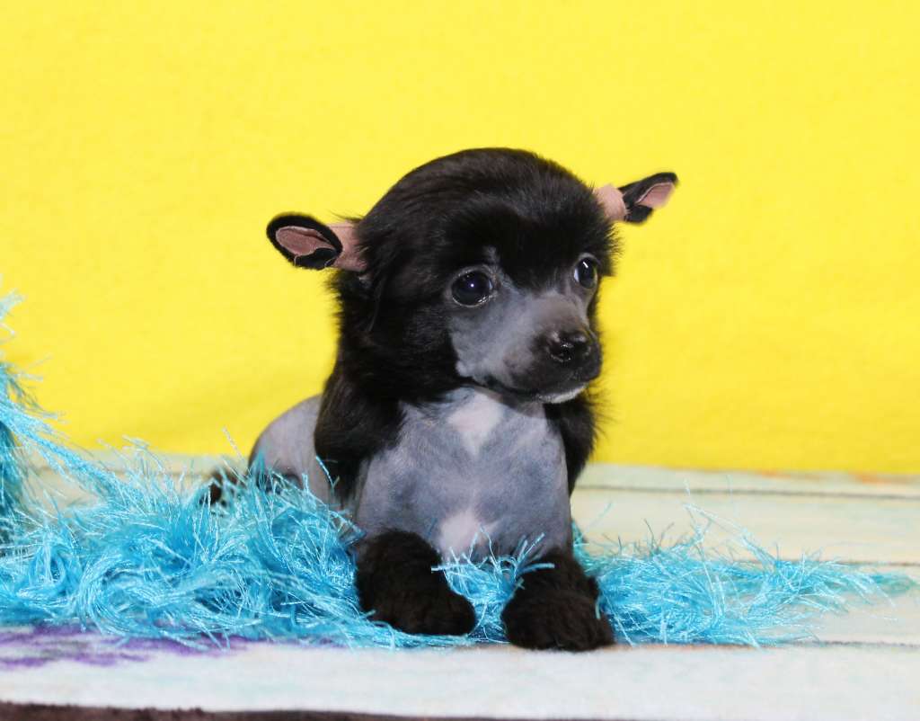 Charuyuschiy Soblazn Romeo black diamond