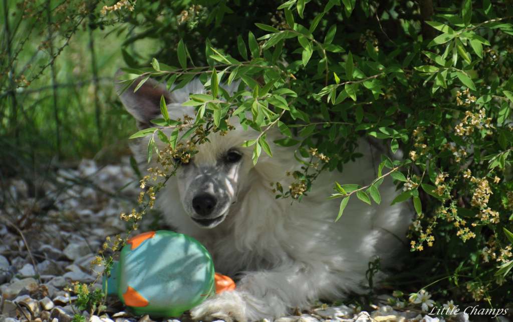 Nino Cerruti Little Champs