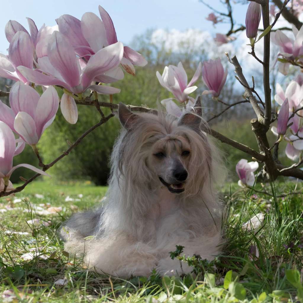 Multi JCh, Multi Ch Yaquinas Fanciful Fantaghiro