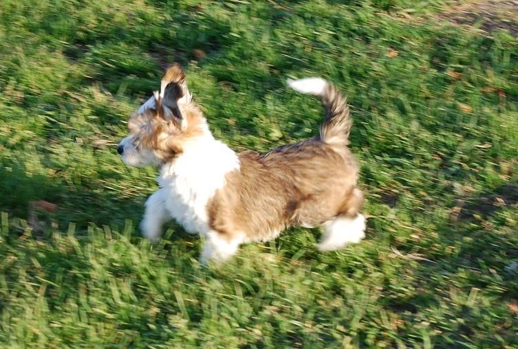 Crestyle Runnin' Roughshod