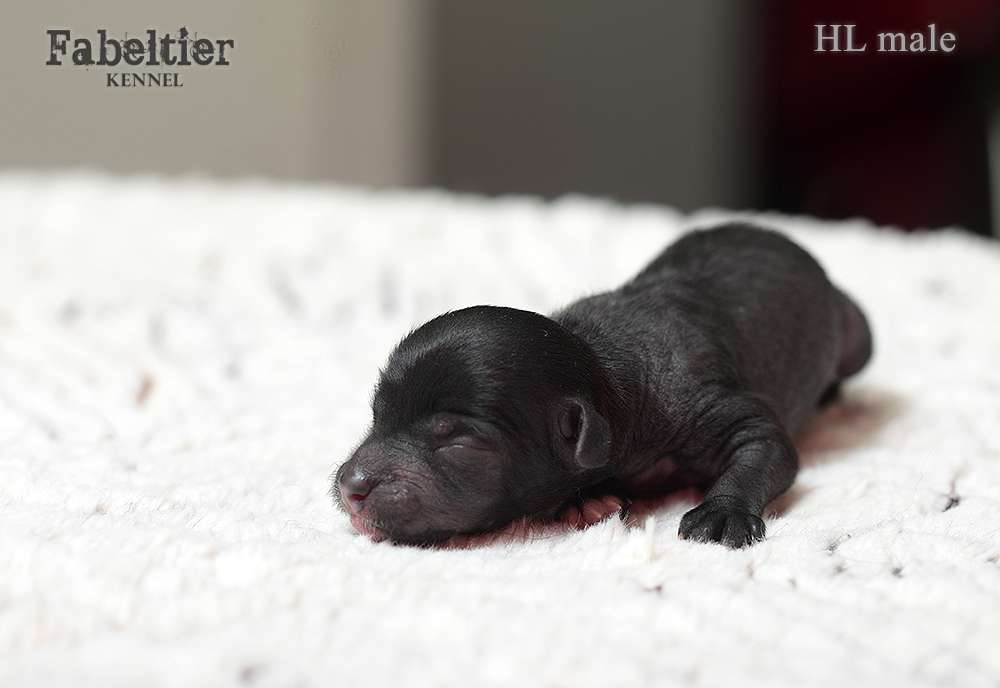 Fabeltier Come As You Are