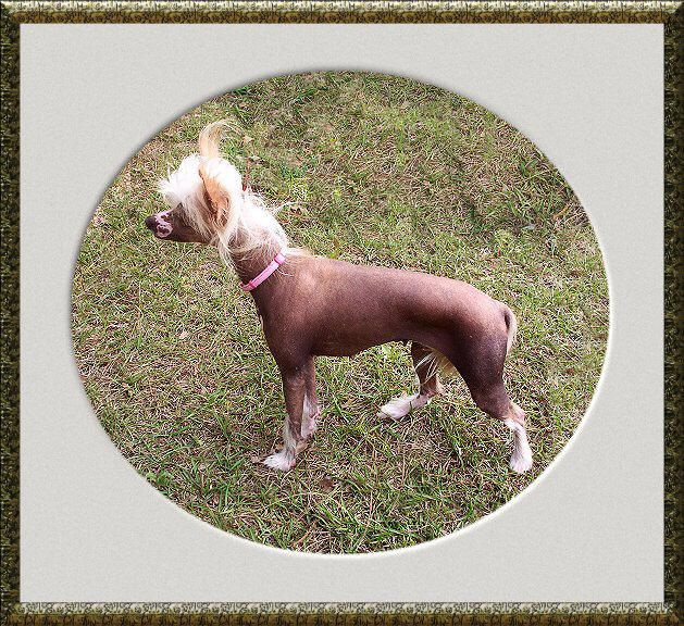 Brossi Zom Ingrid (Russian Import)