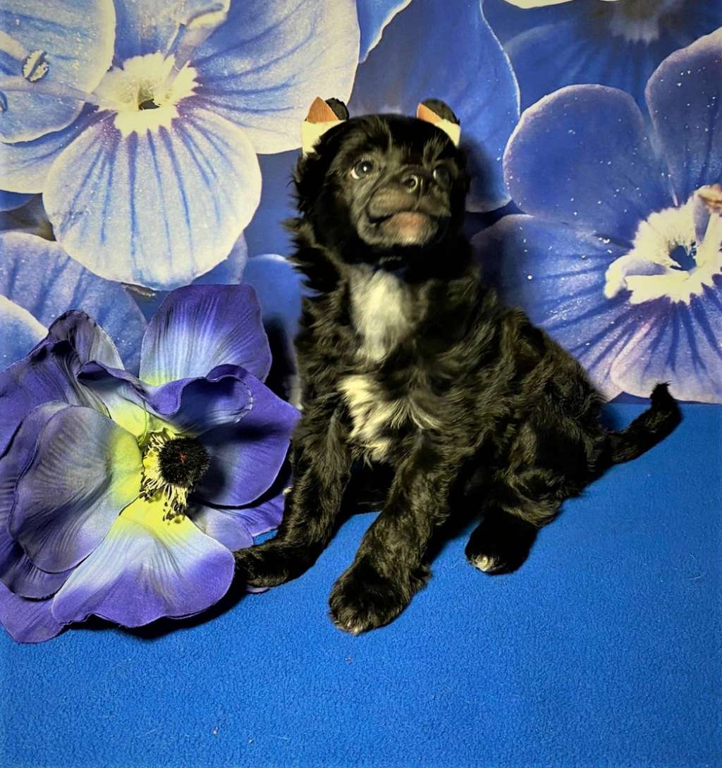 Charuyuschiy Soblazn Deniel