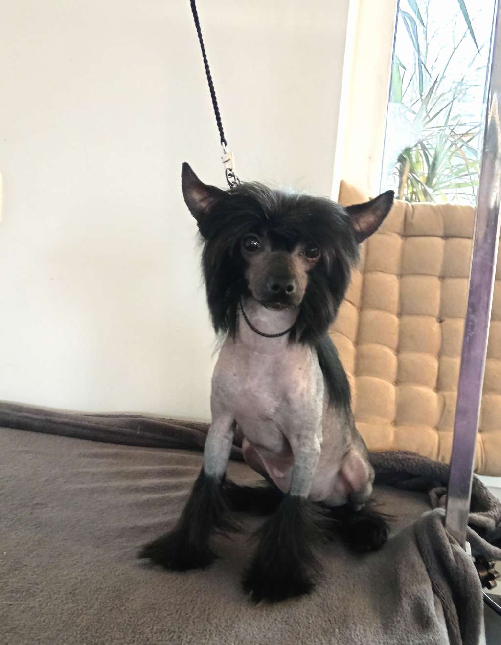 Sarey Molosos Gratzi