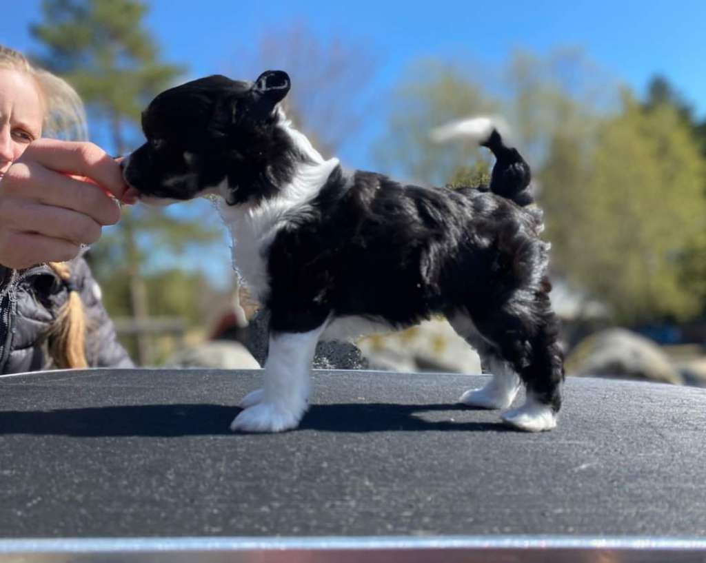 Oakcrest Color My World