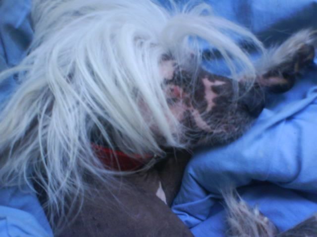 Ziglavys Peppermint Rock