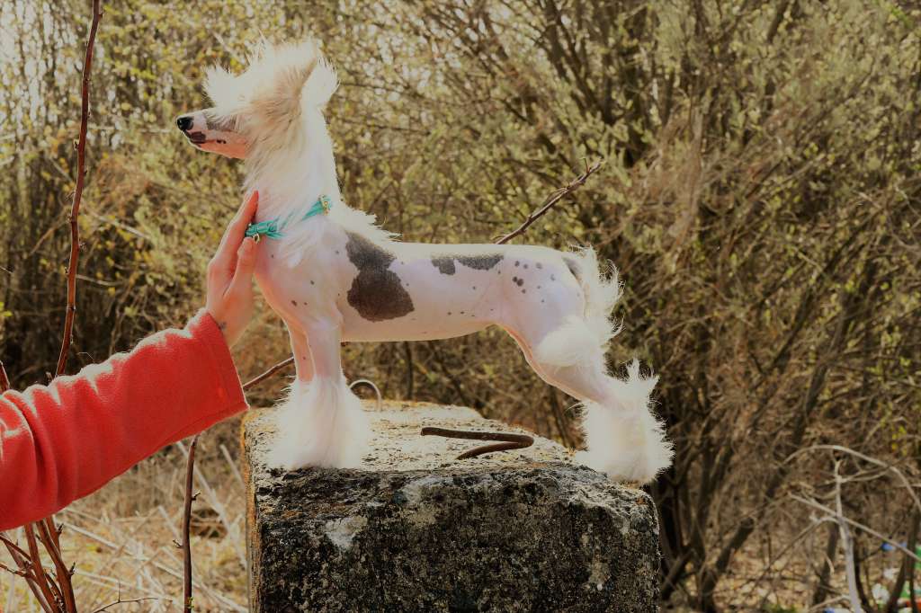 In Love Again Winning Smile