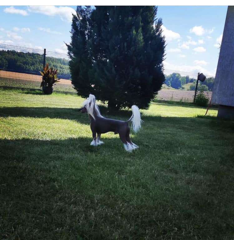 Ekstremalnie Wyjatkowy Akizabo