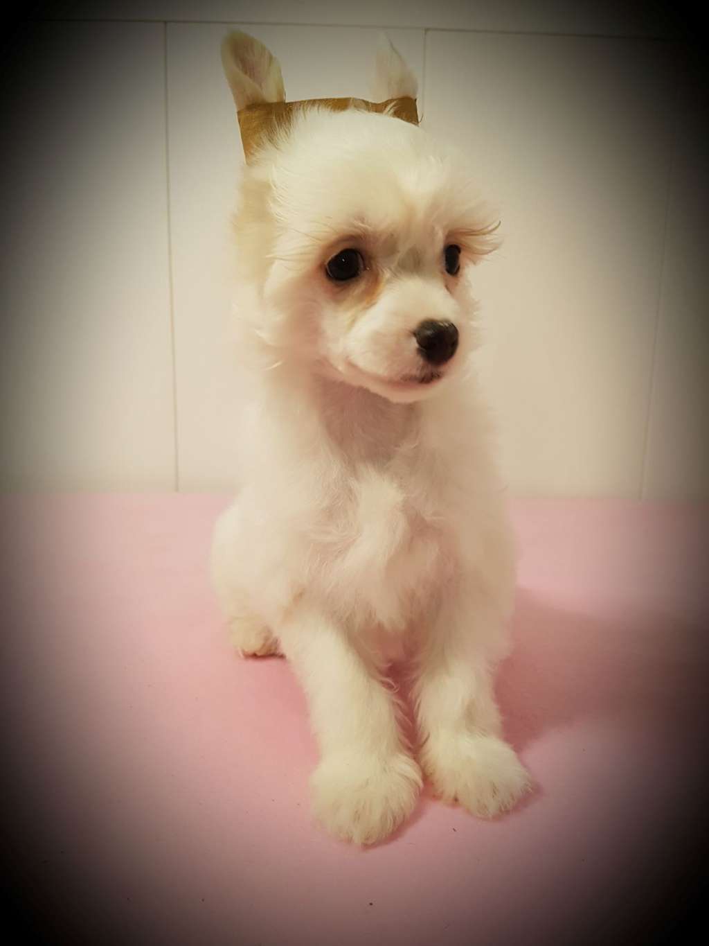 SimSeLabim's Amanda Lear